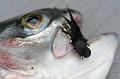 Boat Fishing at Grafham Water by Fishpics (35)
